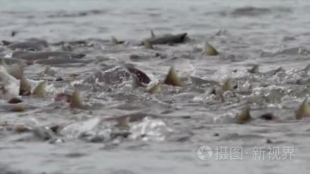 科卡尼鲑鱼产卵视频
