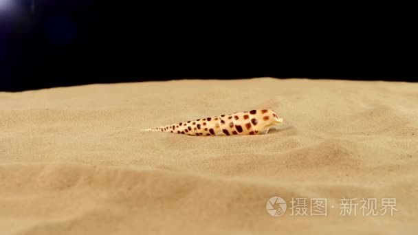 Unusual sea shell with sand on black  rotation