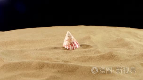 Unusual pink ocean shell with sand on black  back light  rotatio