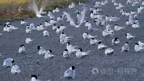 北极燕鸥羊群的道路上视频