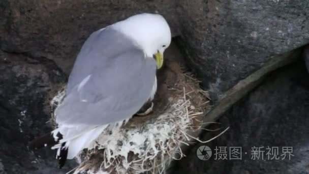 海鸥与她的小鸡视频