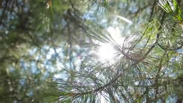 太阳发光穿过松树林视频