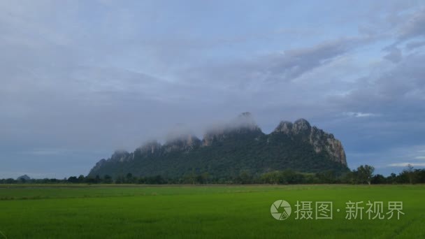 景观的绿色的田野稻