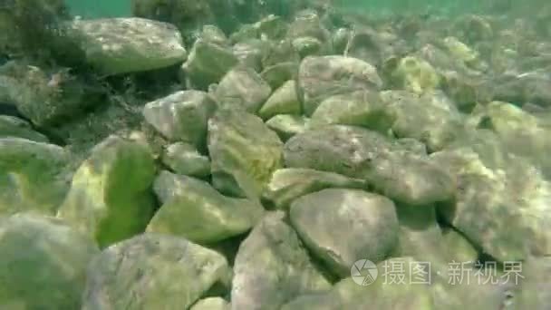 浅海岩石底部与鱼视频