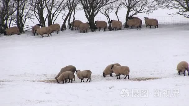 羊在雪覆盖领域在教会斯特雷顿视频