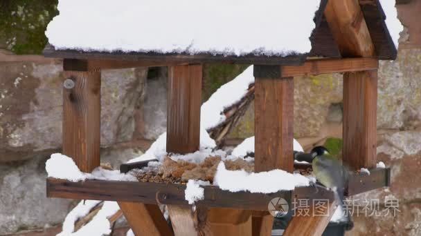 大山雀饲喂鸟表在雪中视频