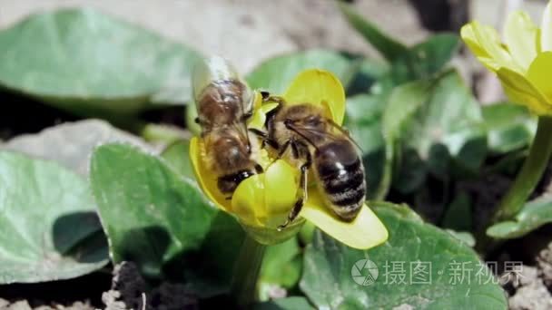 蜜蜂的视频