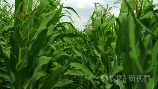 一个绿色的玉米成长领域视频
