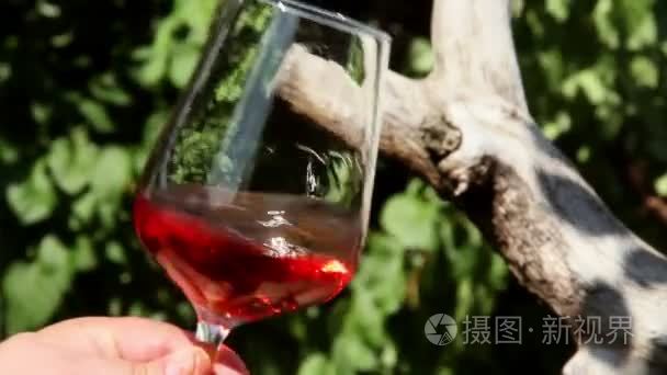 分析红酒的酿酒师视觉视频