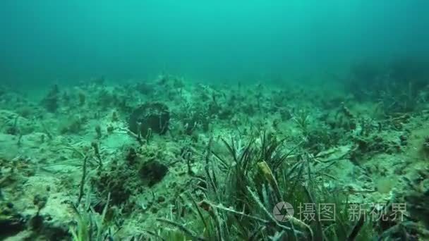 在海底浮潜视频