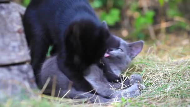 农场花园夏天草地上玩耍的猫视频