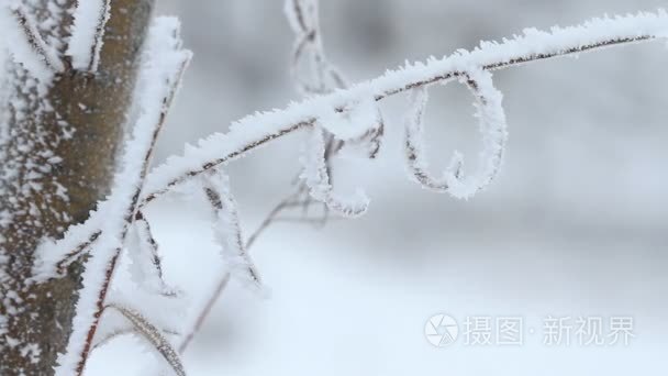 在冬天那棵柳树视频