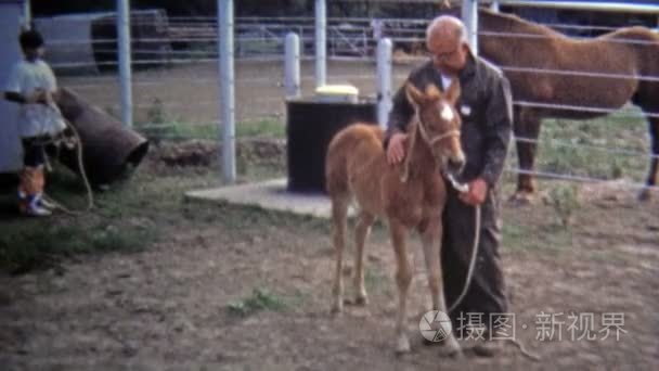 平静和小马教练耳语牧场马视频