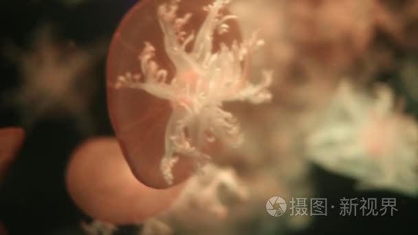 黑色的虚无、 自然背景红色巨型水母水母