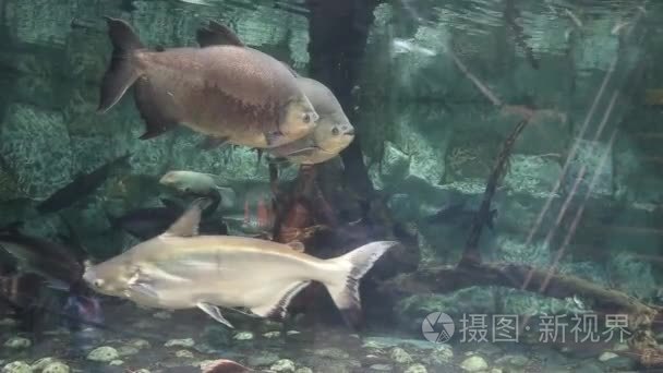 成群的鱼在用海水水族馆视频