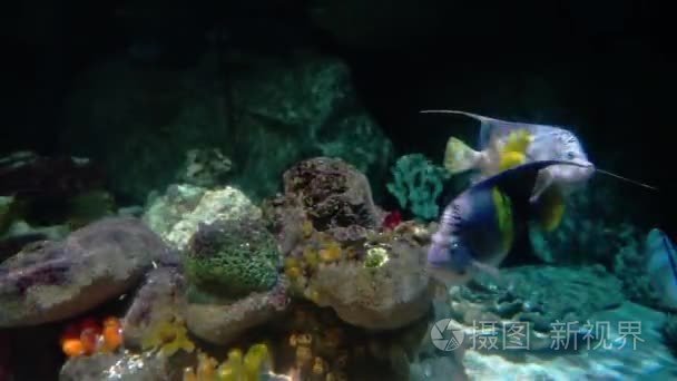 在水族馆中许多不同的鱼视频