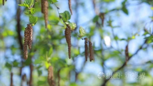 白桦树芽在蔚蓝的天空