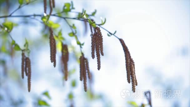 白桦树芽在蔚蓝的天空