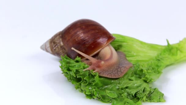 勃艮第蜗牛吃莴苣叶