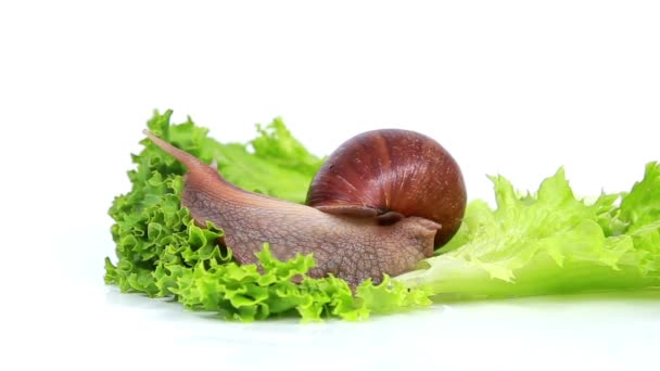 勃艮第蜗牛吃莴苣叶