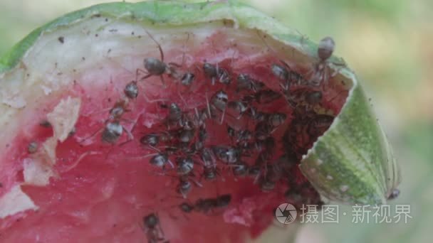 蚂蚁在地上吃一块西瓜