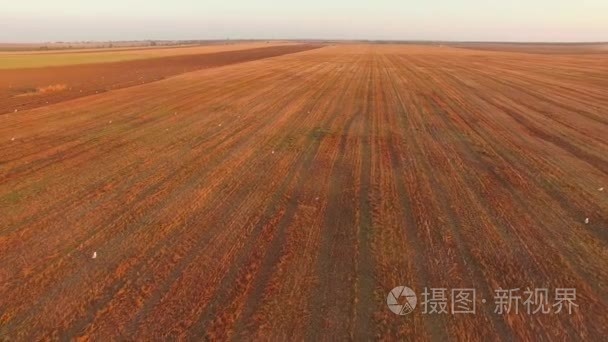 在日落时橙色收割后的田地视频