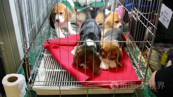 可爱的小猎犬小狗小狗是打、 战斗顽皮 n 笼中宠物店