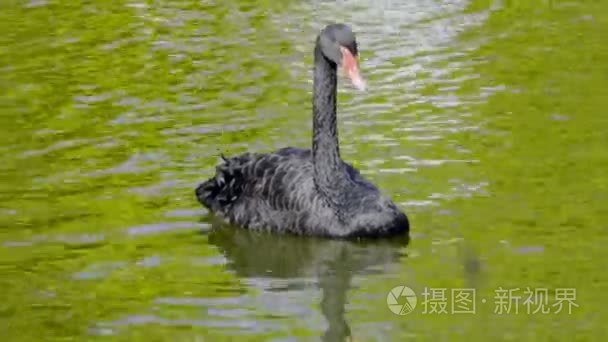 黑天鹅浮游物视频