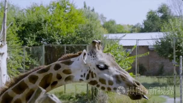 在动物园里的长颈鹿带食视频