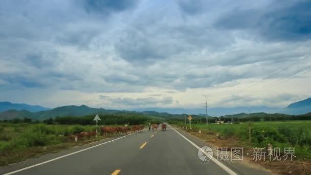 通过道路奶牛和牧民视频