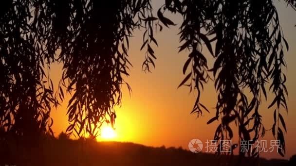 日落和树视频