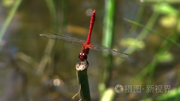 红蜻蜓视频