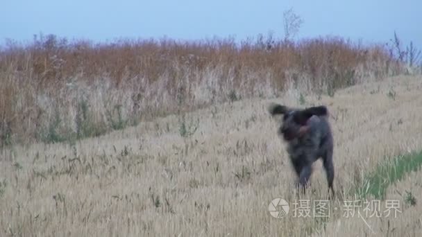 德国短毛猎犬取鹌鹑的猎人视频