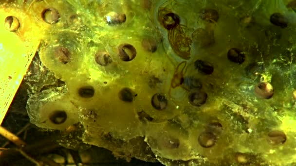 蛙卵视频素材 蛙卵实拍视频下载 第1页 摄图新视界视频库 蛙卵视频素材 蛙卵实拍视频下载 第1页 摄图新视界视频库
