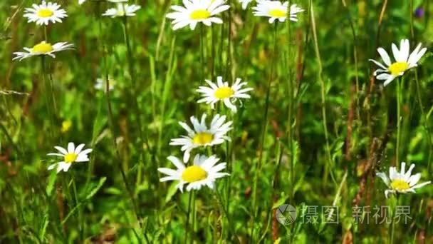 在夏田美丽白色的雏菊花视频