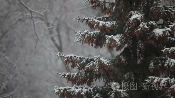 在暴风雪中云杉视频