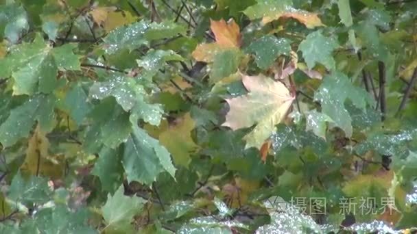 第一场雪，落在枫树上树叶在秋天视频