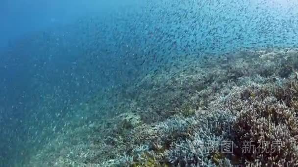 鱼群和印尼珊瑚礁视频