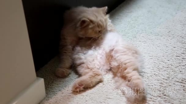 宏波斯猫清洗她的身体视频