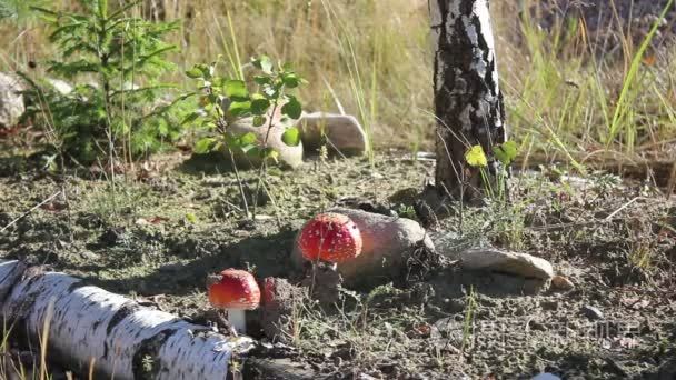 两个飞木耳蘑菇生长在桦树下视频