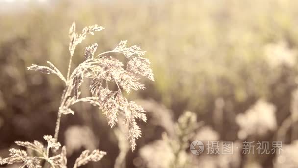 复古草在清晨的露水视频