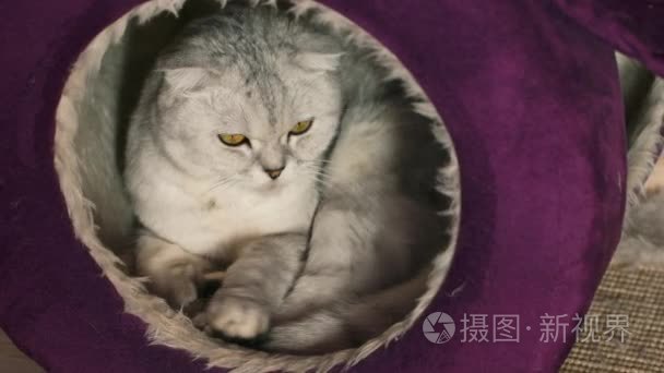 灰白的猫坐在他的房子视频