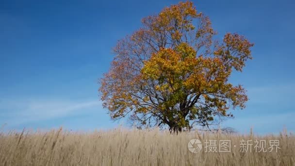 显示的颜色和秋天的枫叶树视频