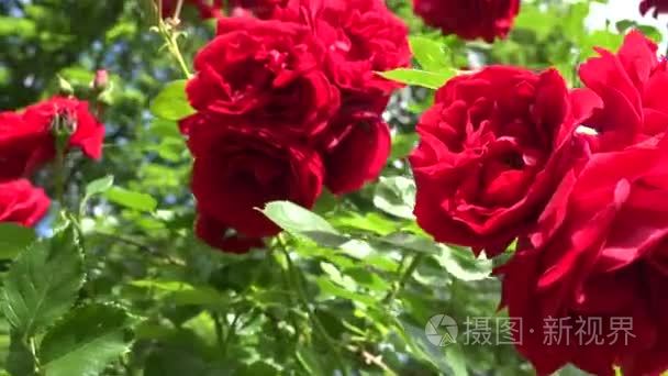 nice fresh red rose bloom in garden. 4K