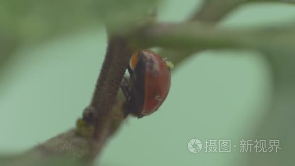 在植物的茎上行走七星瓢虫视频