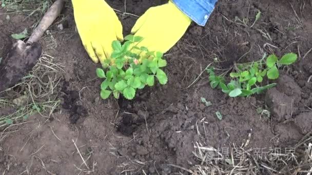 种植草莓的男人视频