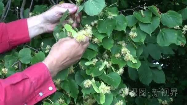 男人领料林登树开花视频