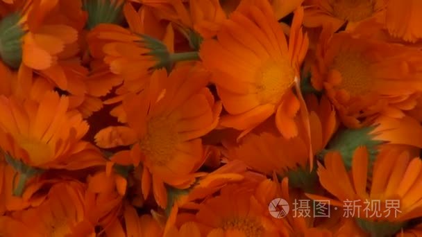 刚摘下的金盏花准备干燥视频