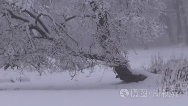 白雪皑皑的冬季风景视频