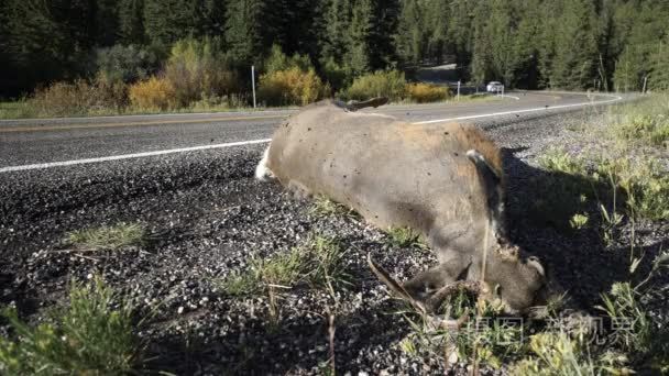 荒野之路身边死鹿短视频